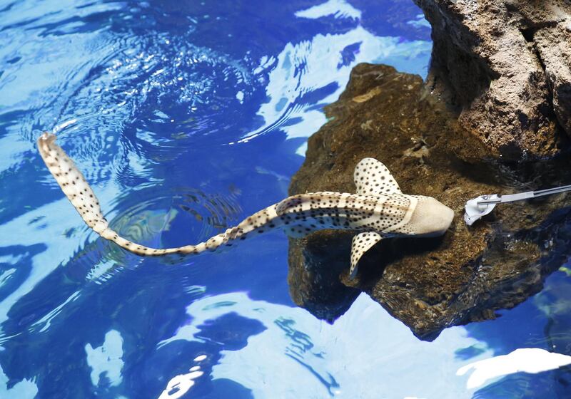 An employee feeds a zebra shark in Poema del Mar Aquarium, in Las Palmas de Gran Canaria, Canary Islands, Spain. EPA