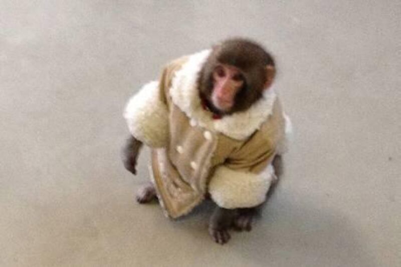 In this Sunday, Dec. 9, 2012 photo provided by Bronwyn Page, a small monkey wearing a winter coat and a diaper wanders around at an IKEA in Toronto. The monkey let itself out of its crate in a parked car and went for a walk. The animal's owner contacted police later in the day and was reunited with their pet, police said. (AP Photo/Bronwyn Page via The Canadian Press) *** Local Caption ***  Canada-Wandering Monkey.JPEG-00e8b.jpg