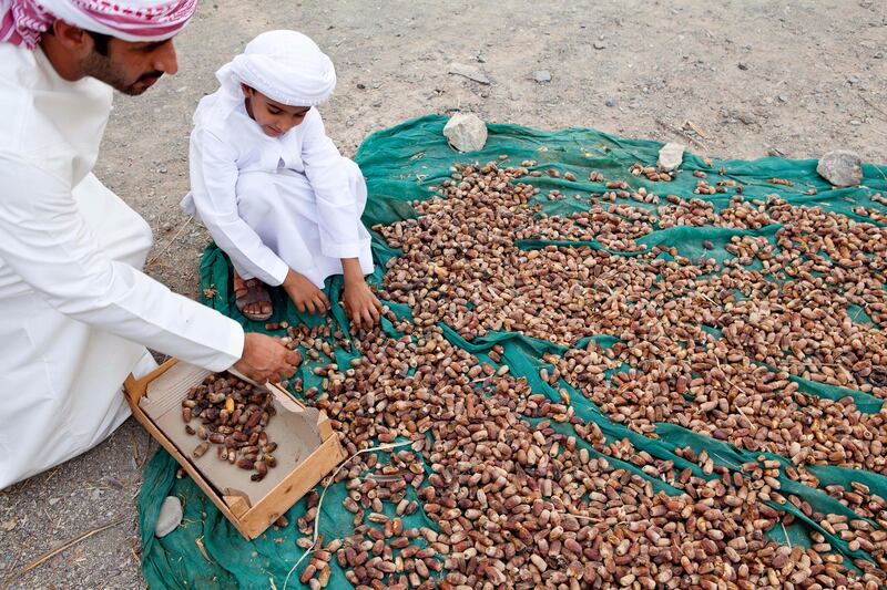 June 17, Aid Mater (L) and Mohammad Khalifa (R) sort dates being dried for feed on a traditional Emirate farm in Wadi Al Tuwa.  June 1, Ras Al Khaimah, United Arab Emirates. (Photo: Antonie Robertson/ The National)