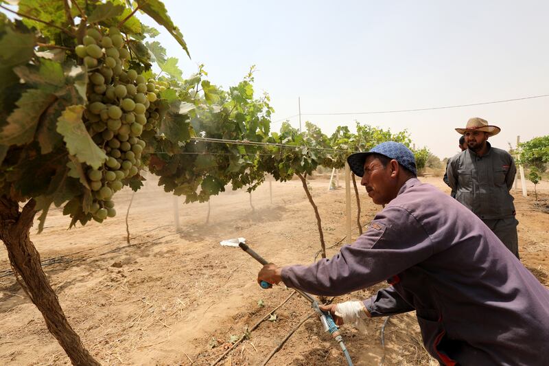 The move is aimed at supporting the local Iraqi market, while the new trees will protect the city from sand and dust storms.