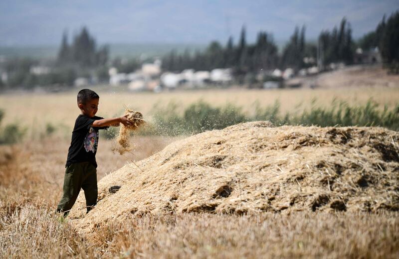 A young boy plays with wheat straw piled up after harvesting, in the countryside of Syria's north-western city of Afrin in a rebel-held part of Aleppo province. All photos by AFP