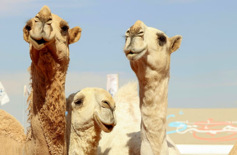 Camels pictured in the Rumah region, east of Riyadh. Saudi Arabia aims to boost the camel dairy sector by investing in technological adoption. AFP