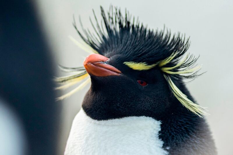 A Rockhopper penguin is seen at Kidney Island, north of Stanley in the Falkland Islands in the South Atlantic Ocean.  AFP