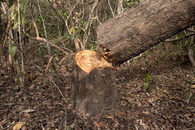 A freshly cut rosewood tree in the village of Coli. The hardwood is used to make antique-style furniture, which is exported to North America and Europe and is popular in China with its growing middle class. Joe Penney / Reuters