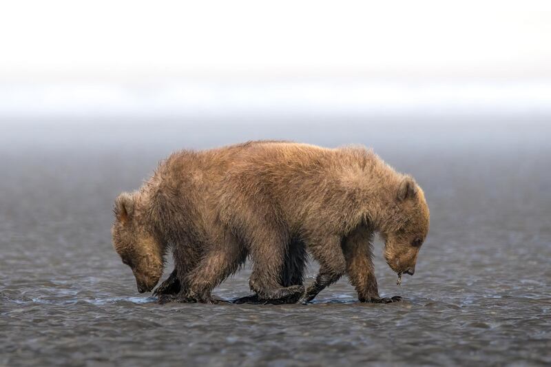 Third prize for the general category (colour) goes to Emirati photographer Rashed Al Sumaiti. Titled 'One Soul Opposite Direction', the photo of two bear cubs scavenging for food was taken in the Alaskan wilderness. Rashed Al Sumaiti