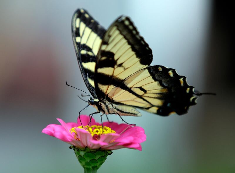 A Tiger Swallowtail butterfly feeds on a Zinnia at a garden in Lawrence, Kansas. AP