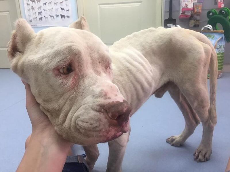 Certain breeds of dog used for illegal fighting, like this pitbull found in Jumeirah,  are being abandoned once they have served their purpose and are no longer strong enough to win bouts against other animals. Courtesy Dubai Animal Welfare Society