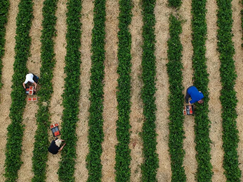 ZALUSKI, POLAND - MAY 27: An aerial view of seasonal workers from Ukraine during the strawberry harvest in a field during the ongoing coronavirus crisis on May 27, 2020 in Zaluski, Poland. Farmers across Poland, who depend on foreign, seasonal workers to harvest, face a serious labour shortage following the closure of borders due to the COVID-19 pandemic. Poland's strawberry basin (North area of Masovian Voivodeship) is now facing an estimated "70%" cut in workforce putting a thread to the strawberry crops. Apart from the shortage of foreign workforce, Polish agriculture suffers from what is considered the worst drought of the last decades. (Photo by Omar Marques/Getty Images)