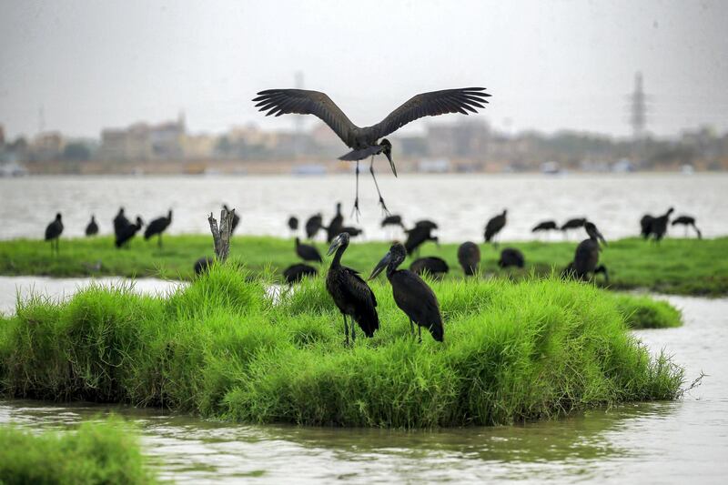 A congregation of ibises gather on the bank of the Nile river in the Sudanese capital Khartoum on June 9, 2020. (Photo by ASHRAF SHAZLY / AFP)