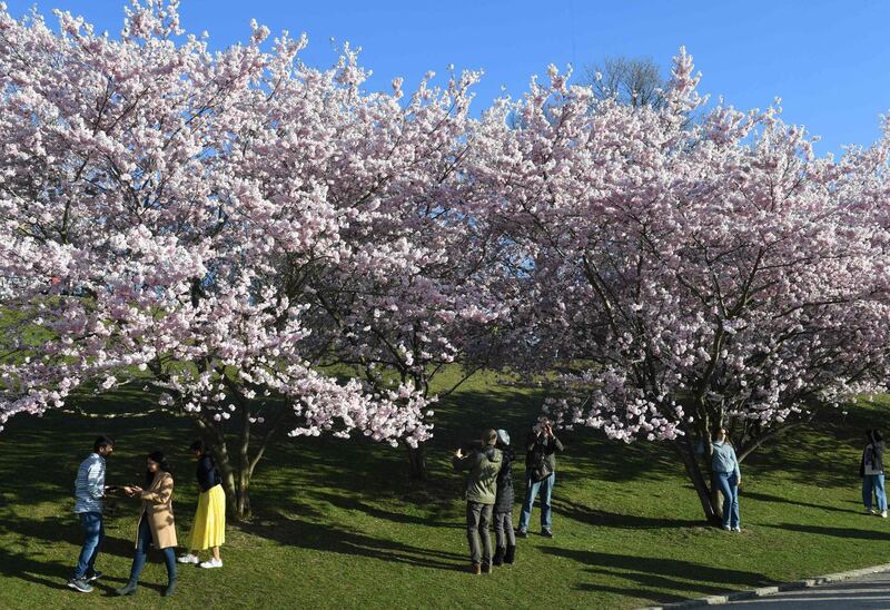 People stand under cherry blossom trees in the Olympic Park in Munich, southern Germany, on April 4, 2021, amid the novel coronavirus Covid-19 pandemic.  / AFP / Christof STACHE
