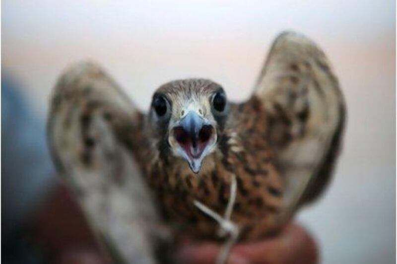 Ibrahim Ali Shams captures wild falcons on a deserted island near Yas.