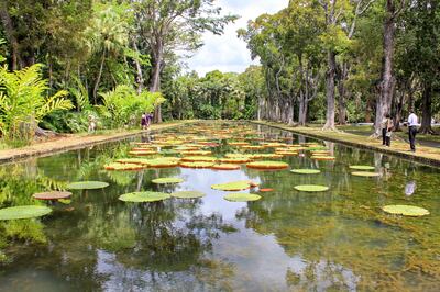 Waterliliy pads, in the Pamplemousses gardens, Mauritius. Getty Images