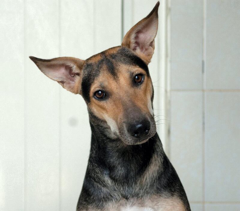 Zelda: Abandoned by her owner and brought to us by a neighbour, Zelda is rather shy and timid at first. She has been building her confidence at the shelter and we would love to see her in a home where she can continue to develop. Zelda is 18 months old, neutered, vaccinated and ready for her forever home.