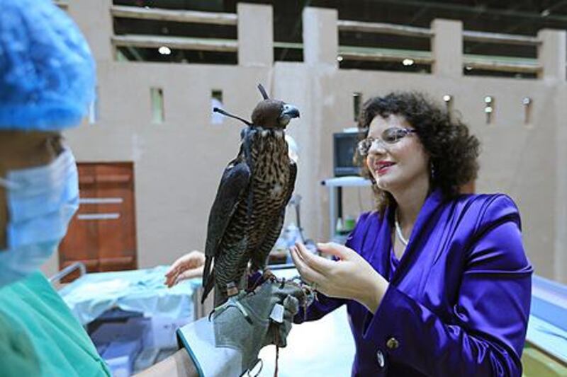 ABU DHABI - UNITED ARAB EMIRATES - 05SEPT2013 -  Dr. Margit Gabriele Muller of Falcon hospital treats a falcon on the second day of the Abu Dhabi International Hunting and Equestrain Exhibition 2013 yesterday at Abu Dhabi National Exhibition Centre. Ravindranath K / The National (to go with Hareth article)