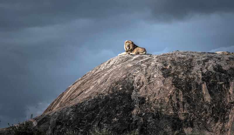 Lion King by Wim van den Heever. As Wim watched this huge male lion lying on top of a large granite rock, a cold wind picked up and blew across the vast open plains of the Serengeti, Tanzania. A storm was approaching and, as the last rays of sun broke through the cloud, the lion lifted its head and glanced in Wim’s direction, giving him the perfect portrait of a perfect moment. Courtesy Natural History Museum 