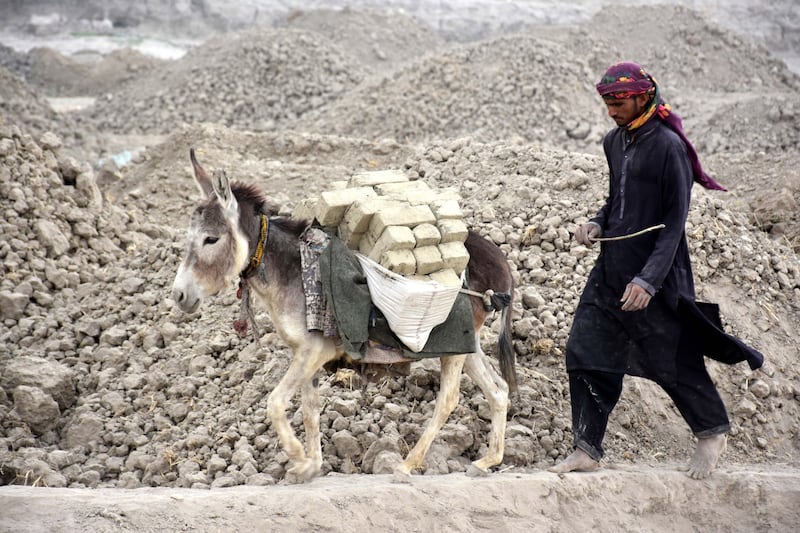 A Pakistani labourer and donkey work at a brick kiln on the eve of Labour Day in Larkana. EPA