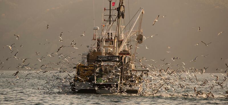 Seagulls fly around a Turkish fishing boat at the Bosphorus during sunrise in Istanbul, Turkey.  EPA