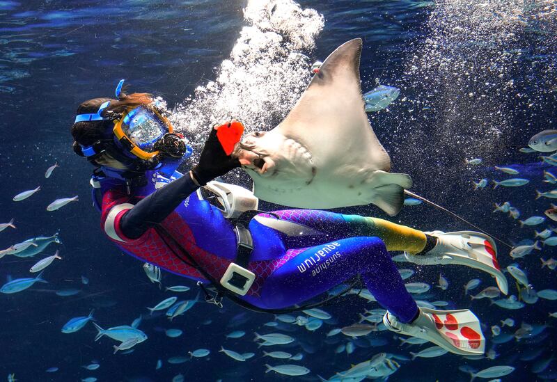 A diver rehearses for a Valentine's Day feeding performance at Sunshine Aquarium in Tokyo. EPA