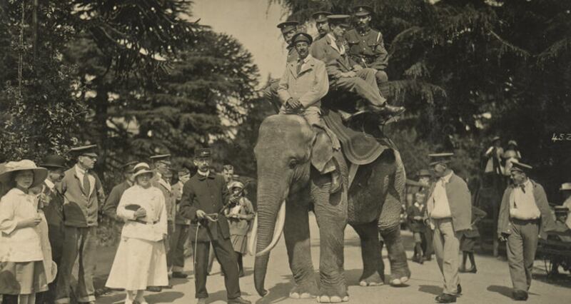 Zebi the elephant was at Bristol Zoo Gardens from 1868 to 1909. She was quite a character, renowned for removing and eating straw hats.