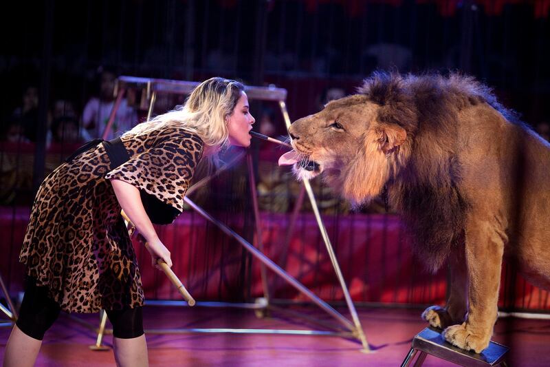 Abu Dhabi, United Arab Emirates, April 29, 2013: 
Egyptian lion tamer Anosa Kouta, 25, feed one of her lions a piece of meat on a stick in a mouth-to -mouth stunt during her performance at the Monte Carlo circus on Monday morning, April 29, 2013, at the circus new temporary location in Mussafah, an industrial subsection of Abu Dhabi. 
Silvia Razgova / The National
