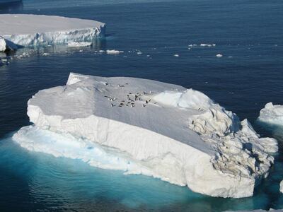 Penguins pictured in Antarctica. Scientists say global warming, which is causing ice in Antarctica to melt, must be taken seriously by policymakers. Photo:  Whichaway Camp