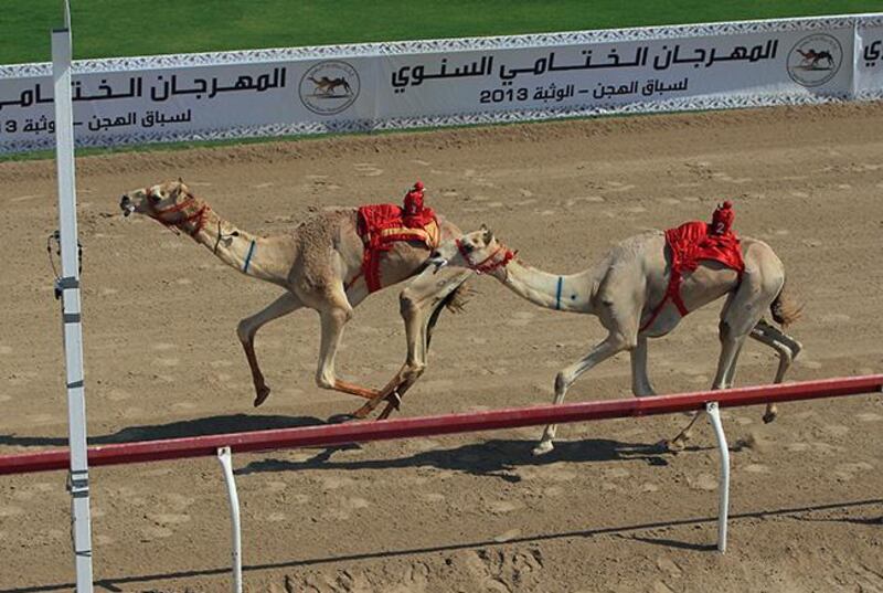 ABU DHABI - UNITED ARAB EMIRATES - 15MAR2013 - Race in progress in Sheikh Category yesterday at Al Wathba camel race finals, UAE seasons finals for 2012 and 2013, near Abu Dhabi. Ravindranath K / The National