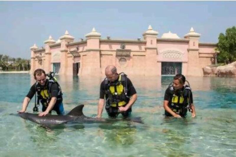 Scuba diving with dolphins at Atlantis, The Palm. Antonie Robertson / The National)