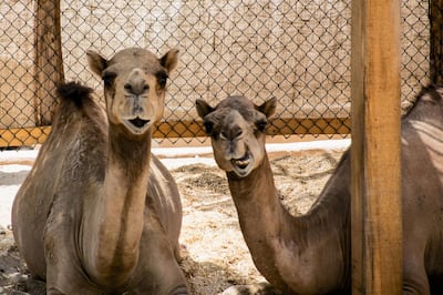 Simon Beckett learnt how to care for camels Humphrey and Wednesday with the help of local Omani Bedouin Mohammed