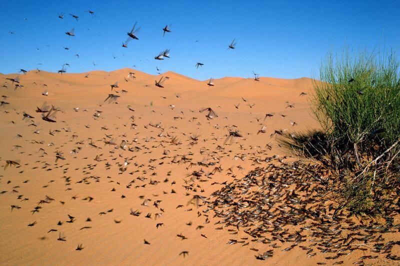 Jordan was hit by a second swarm of locusts in the space of 24 hours on May 6, 2019. Getty Images