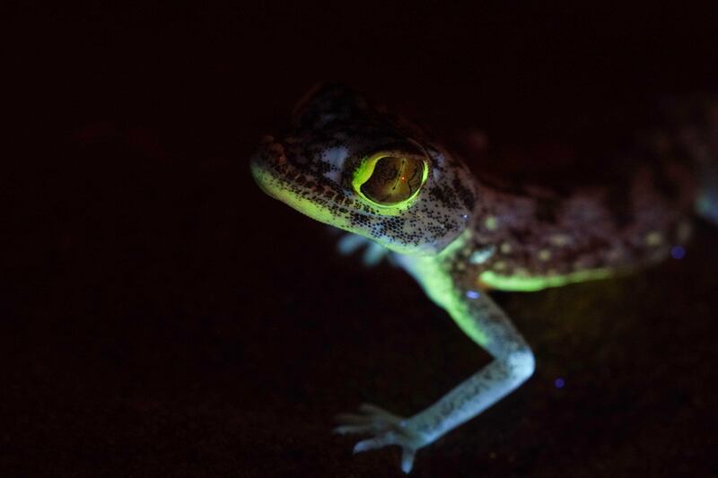 A dune sand gecko under UV light. Photo: Dr Bernat Burriel-Carranza
