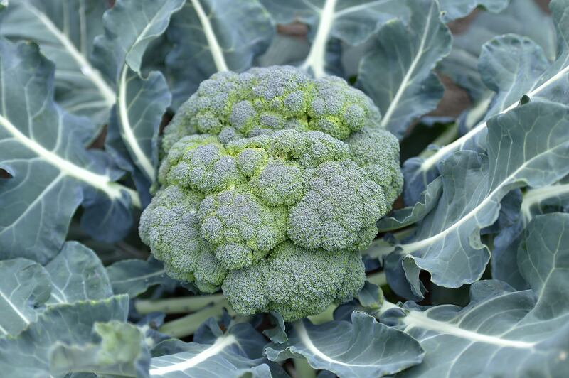 A picture taken on September 29, 2017 shows a broccoli cabbage at the Varieties Study Sector (Secteur d'Etude des Varietes - SEV) of the Group of Study and control of varieties and seeds (Groupe d'Etude et de controle des Varietes Et des Semences - Geves) in Brion, western France. 
In Anjou, hundreds of seeds candidate for germination have been controlled for 30 years in all seams, from the DNA to the pericarp (envelope), before obtaining the right to spread throughout Europe. Behind the discrete walls of glass and concrete of the GEVES (Study and Control Group of varieties and seeds), in the suburbs of Angers, the seeds pass numerous tests. / AFP PHOTO / LOIC VENANCE