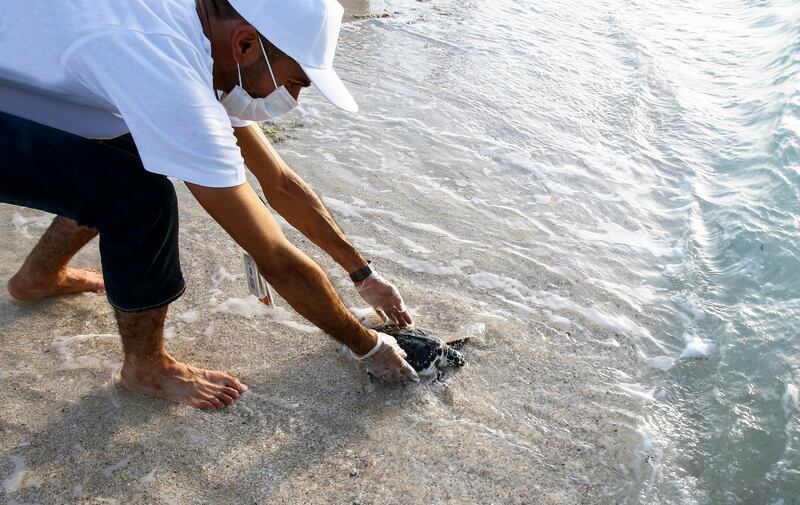 The sea turtles were rescued from beaches that surround the Barakah Nuclear Energy Plant.