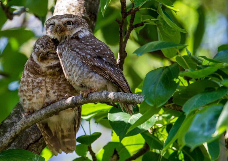 A couple of spotted owls cuddle while perched on a tree branch in Kathmandu, Nepal.  EPA