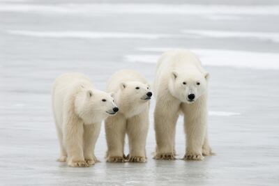 A handout photo made available on July 17, 2020 by Polar Bears International shows a polar bear with its cubs in Churchill, Manitoba, Canada, in 2007. Climate change is starving polar bears into extinction, according to research published on July 20, 2020 that predicts the apex carnivores could all but disappear within the span of a human lifetime. In some regions they are already caught in a vicious downward spiral, with shrinking sea ice cutting short the time bears have for hunting seals, while dwindling body weight undermines their chances of surviving Arctic winters without food, scientists reported in Nature Climate Change. The study calculates "timelines of risk" for different polar bear demographics, exploring two alternative futures with different levels of greenhouse gas emissions and atmospheric concentrations of CO2. If business-as-usual greenhouse gas emissions continue, it’s likely that all but a few polar bear populations will collapse by 2100.  - RESTRICTED TO EDITORIAL USE - MANDATORY CREDIT "AFP PHOTO / Polar Bears International / BJ KISCHHOFFER" - NO MARKETING - NO ADVERTISING CAMPAIGNS - DISTRIBUTED AS A SERVICE TO CLIENTS
 / AFP / POLAR BEARS INTERNATIONAL / POLAR BEARS INTERNATIONAL / POLAR BEARS INTERNATIONAL / POLAR BEARS INTERNATIONAL / BJ Kirschhoffer / RESTRICTED TO EDITORIAL USE - MANDATORY CREDIT "AFP PHOTO / Polar Bears International / BJ KISCHHOFFER" - NO MARKETING - NO ADVERTISING CAMPAIGNS - DISTRIBUTED AS A SERVICE TO CLIENTS
