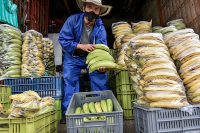 Bananas are the world's most traded fruit with countries in South and Central America among the top exporters. Getty 