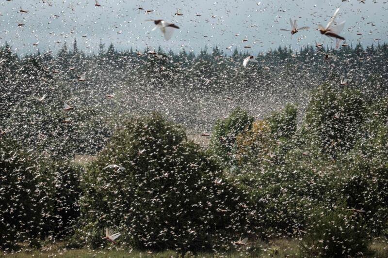 Locusts spotted in Ethiopia's Tigray region have raised fears of crop-destroying swarms like those that ravaged East African countries last year, including Kenya, above. AFP