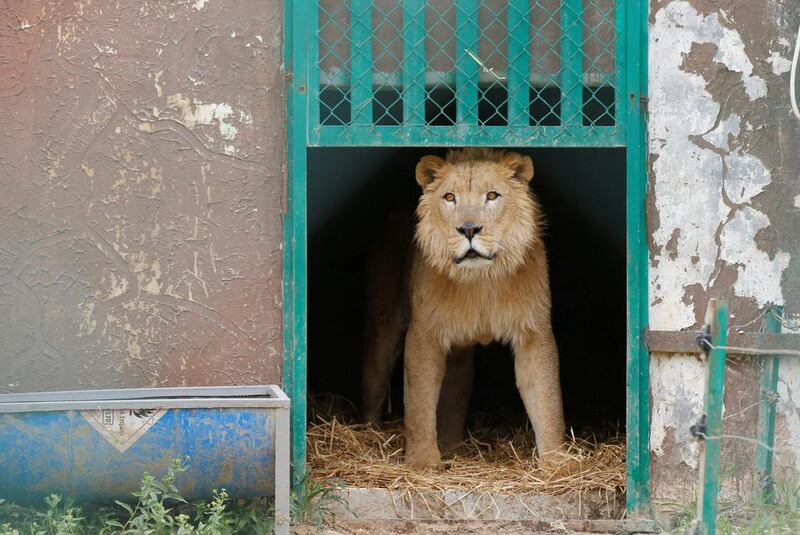 Simba the lion, one of two surviving animals in Mosul's zoo, along with Lola the bear, is seen at an enclosure in the shelter after arriving to an animal rehabilitation shelter in Jordan.  Muhammad Hamed / Reuters