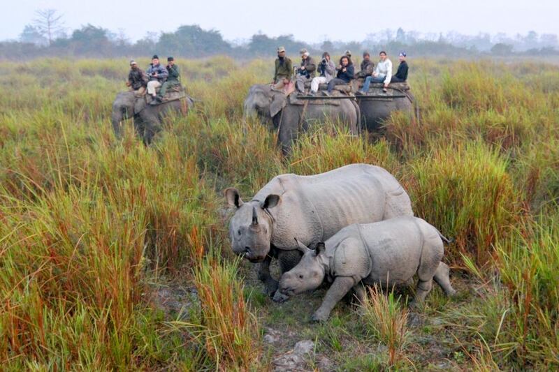A rhinoceros with her calf at the Kaziranga National Park in India. AFP Photo