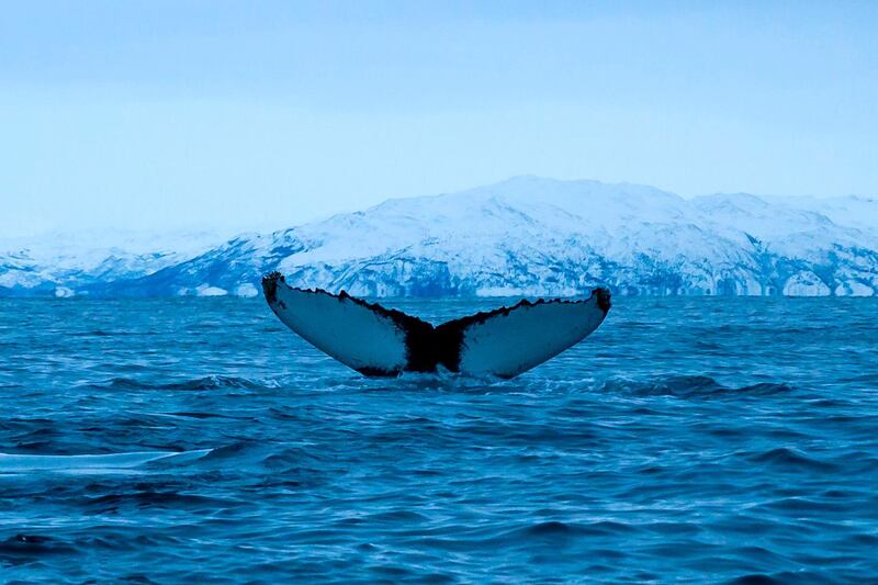 A humpback whale immerses in waters off the coast of Tromso, Norway. AFP