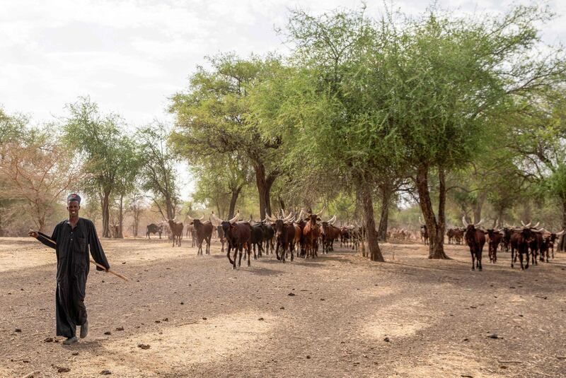 A herder tends long-horned cattle near Dinder National Park, in Sudan's Sennar state. The park is threatened by encroachment from cattle herders. AFP