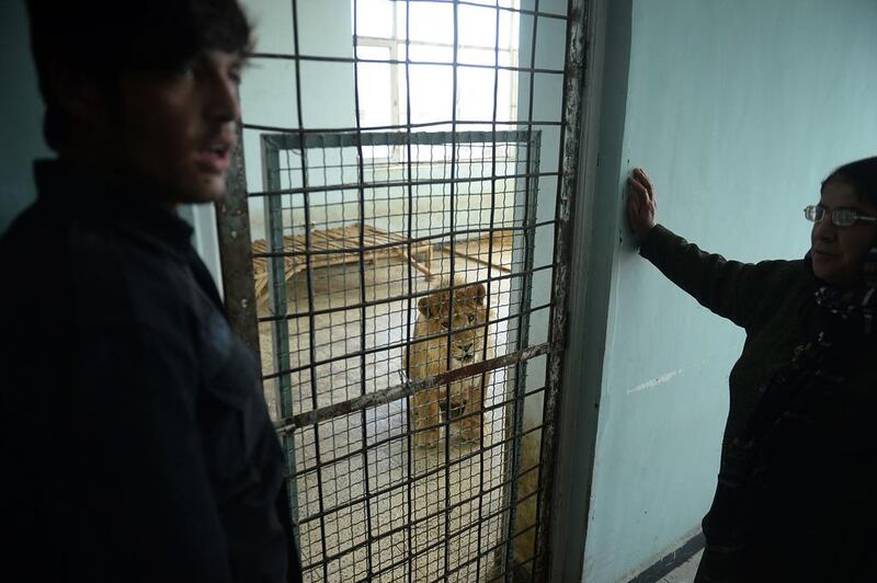 Afghan zookeepers look on as male lion Marjan looks out from his cage. Shah Marai / AFP