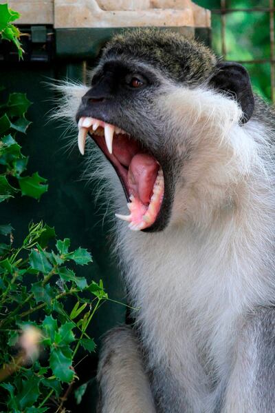 This picture taken on June 7, 2019, shows the monkey Tachtouch in Al Qouzah, southern Lebanon. A Lebanese monkey who breached the border with Israel was returned to its owner on June 7 by United Nations peacekeepers after cavorting for more than a week in enemy territory. Its owner, a French nun who describes herself as a "virgin hermit", was quick to see the primate's escapade across one of the world's most tense borders as a message of peace. Tachtouch escaped late last month, prompting its owner Beatrice Mauger who runs a peace project in southern Lebanon to launch an appeal on Facebook. / AFP / Mahmoud ZAYYAT
