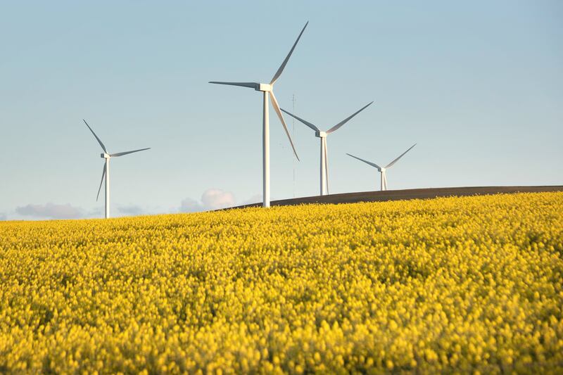 A picture taken on August 28, 2019, in the Western Cape Province near Caledon shows wind turbines turning in a canola field. - Drought, climate change, economic downturn, security issues in rural areas, and uncertainty about the future of land reform in South Africa, are making agriculture in South Africa an increasingly challenging environment. (Photo by RODGER BOSCH / AFP)