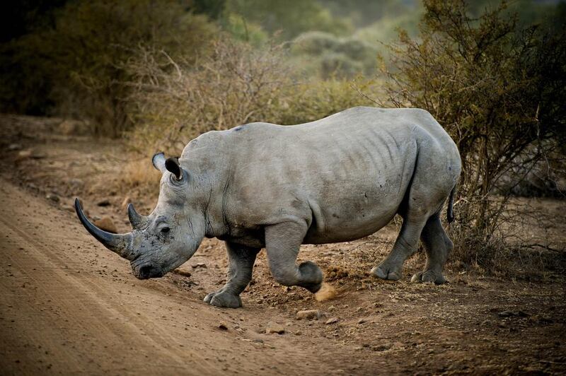 A rhino walks in the Pilanesberg nature reserve on July 22, 2012 in the North-west Province, South Africa. Gallo Images