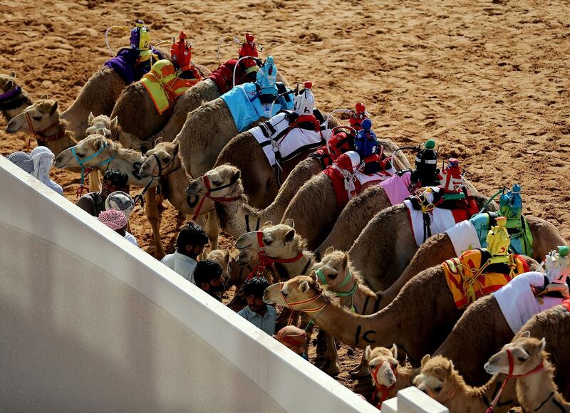 Dubai, April, 06, 2019: Camels participate on the first day of the Marmoom season finals for the camel racing season at Al Marmoom Heritage Village in Dubai. Satish Kumar/ For the National / Story by Anna  Zacharias