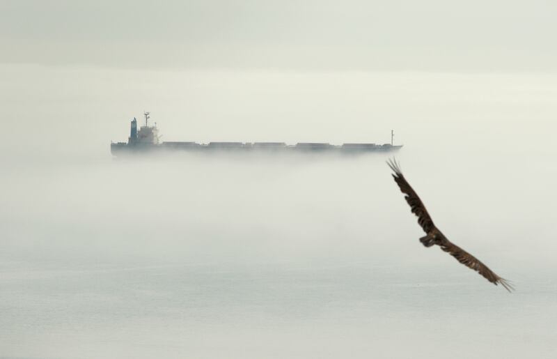 A turkey vulture soars overhead as a freighter navigates morning fog in Royal Bay, British Columbia, Canada. AP