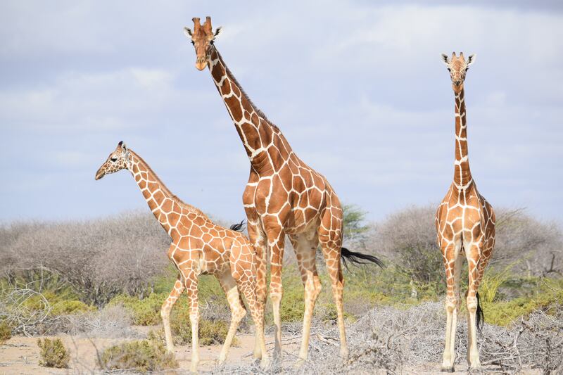 A lack of acacia trees, the giraffes’ natural food source, is another reason for the decline