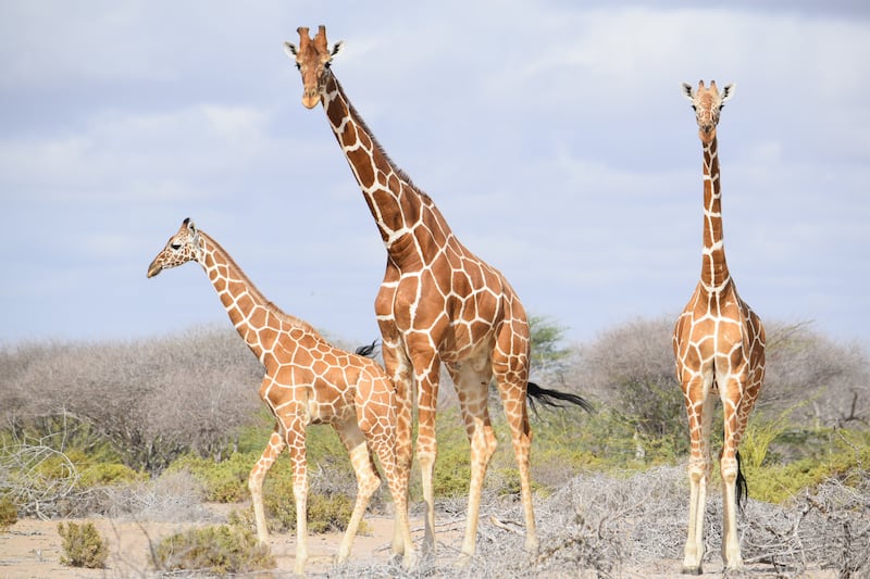 A lack of acacia trees, the giraffes’ natural food source, is another reason for the decline