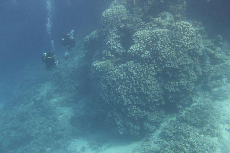 The discovery of the coral colony is set to transform Saudi Arabia’s Red Sea coastline into one of the world’s most coveted sustainable tourism destinations. Photo: Saudi Press Agency