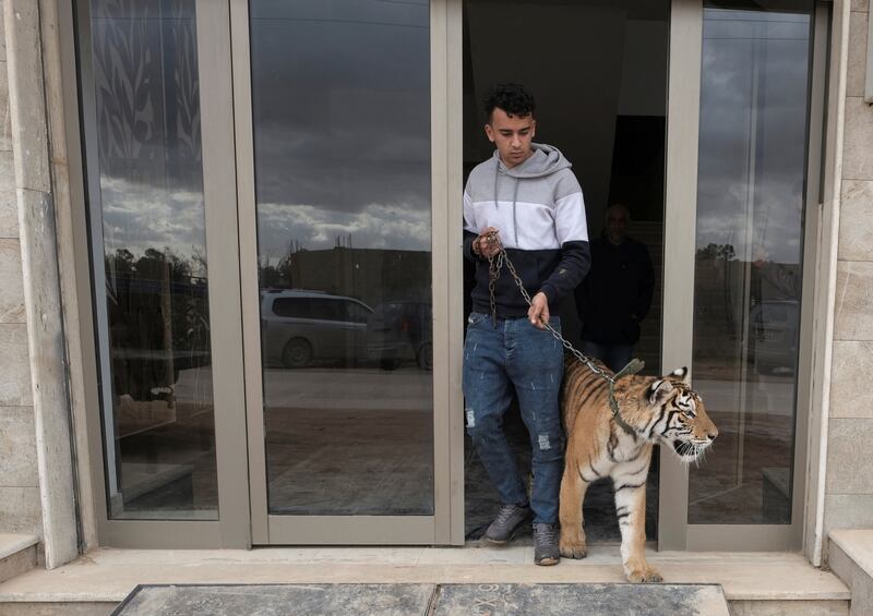 A tiger and his owner leave Al Rawasy.